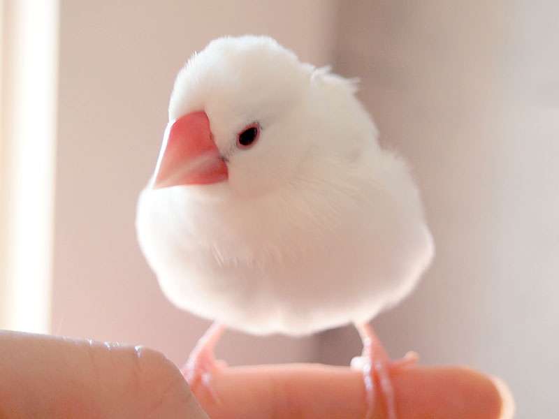 インコ、九官鳥飼ってる方