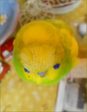 インコ、九官鳥飼ってる方