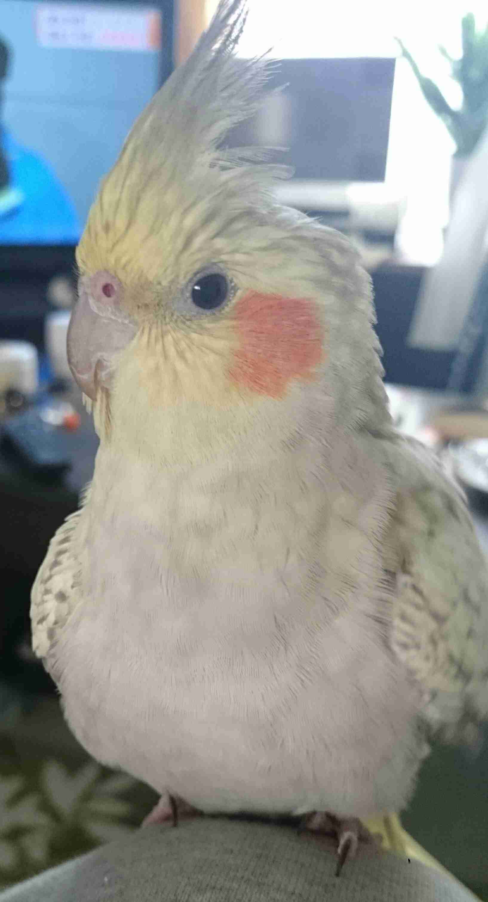 インコ、九官鳥飼ってる方