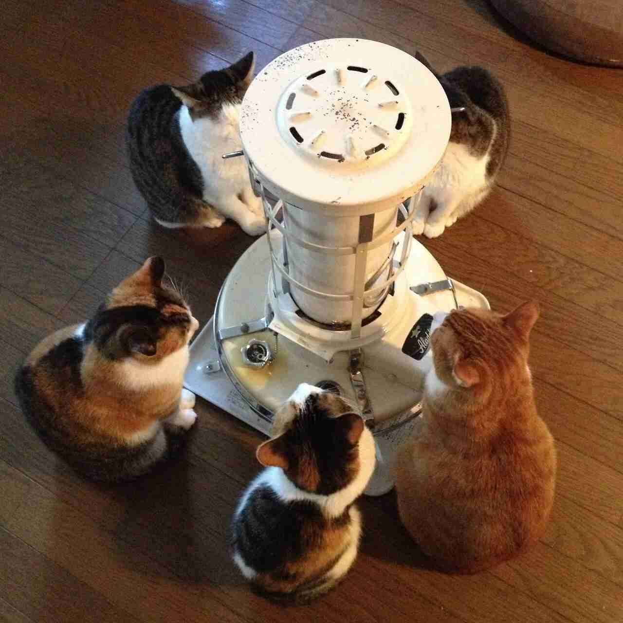 動物画像でオリジナルボケてを作ろう！