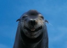 動物画像でオリジナルボケてを作ろう！
