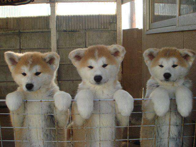 動物画像でオリジナルボケてを作ろう！