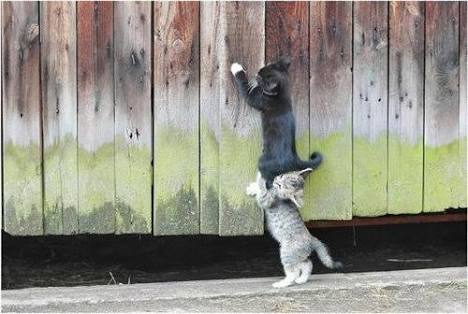 動物画像でオリジナルボケてを作ろう！