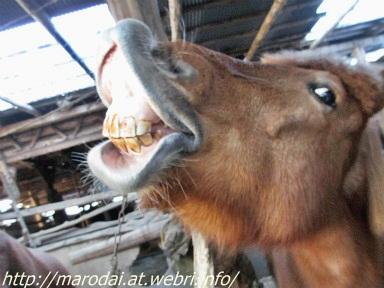 動物画像でオリジナルボケてを作ろう！