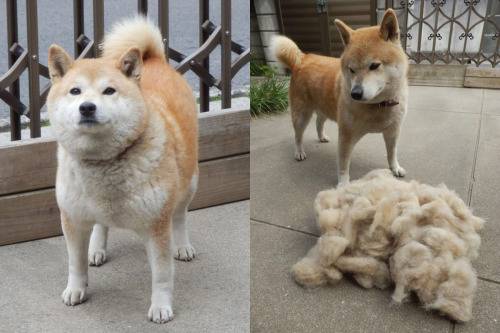 動物画像でオリジナルボケてを作ろう！