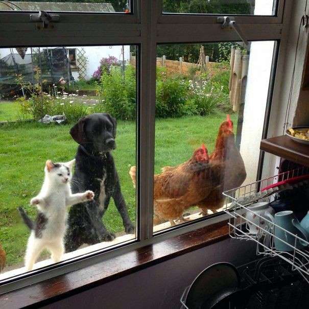 動物画像でオリジナルボケてを作ろう！