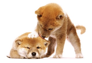 動物画像でオリジナルボケてを作ろう！