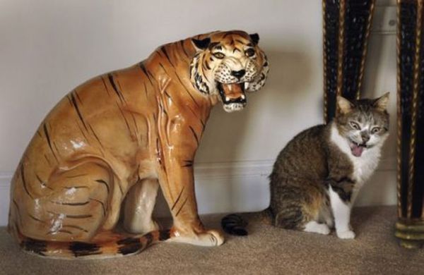 動物画像でオリジナルボケてを作ろう！