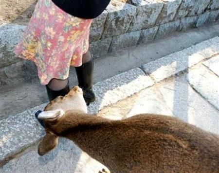 動物画像でオリジナルボケてを作ろう！