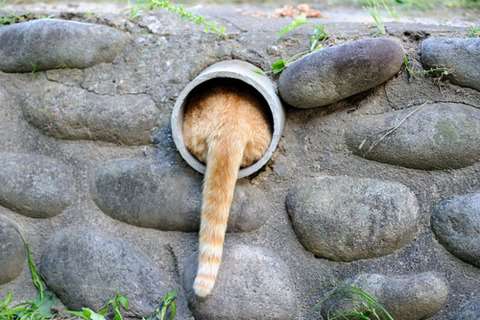 動物画像でオリジナルボケてを作ろう！