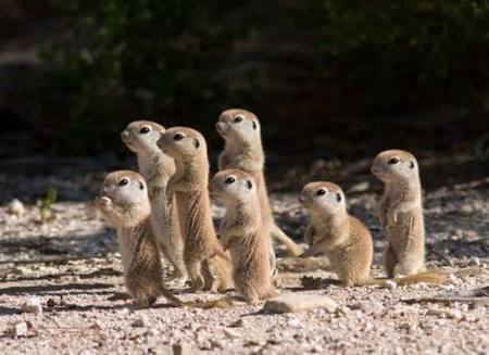 動物画像でオリジナルボケてを作ろう！