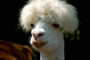 動物画像でオリジナルボケてを作ろう！