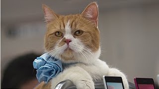 動物画像でオリジナルボケてを作ろう！
