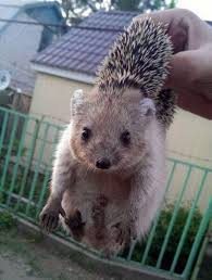動物画像でオリジナルボケてを作ろう！
