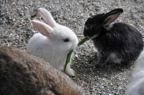 動物画像でオリジナルボケてを作ろう！