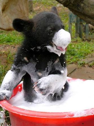 動物画像でオリジナルボケてを作ろう！