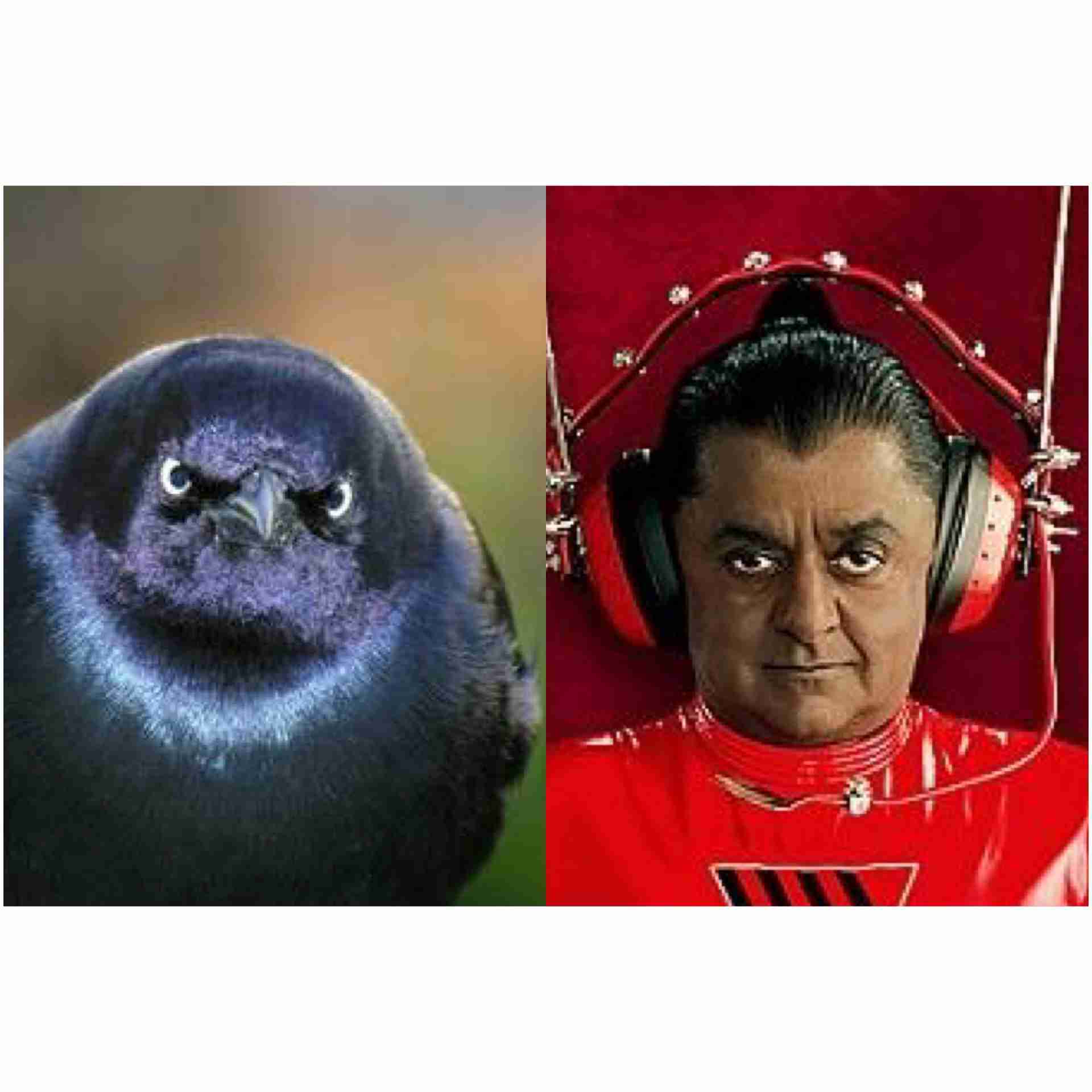 動物画像でオリジナルボケてを作ろう！