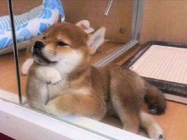 大半が同性ファンであろう有名人は？