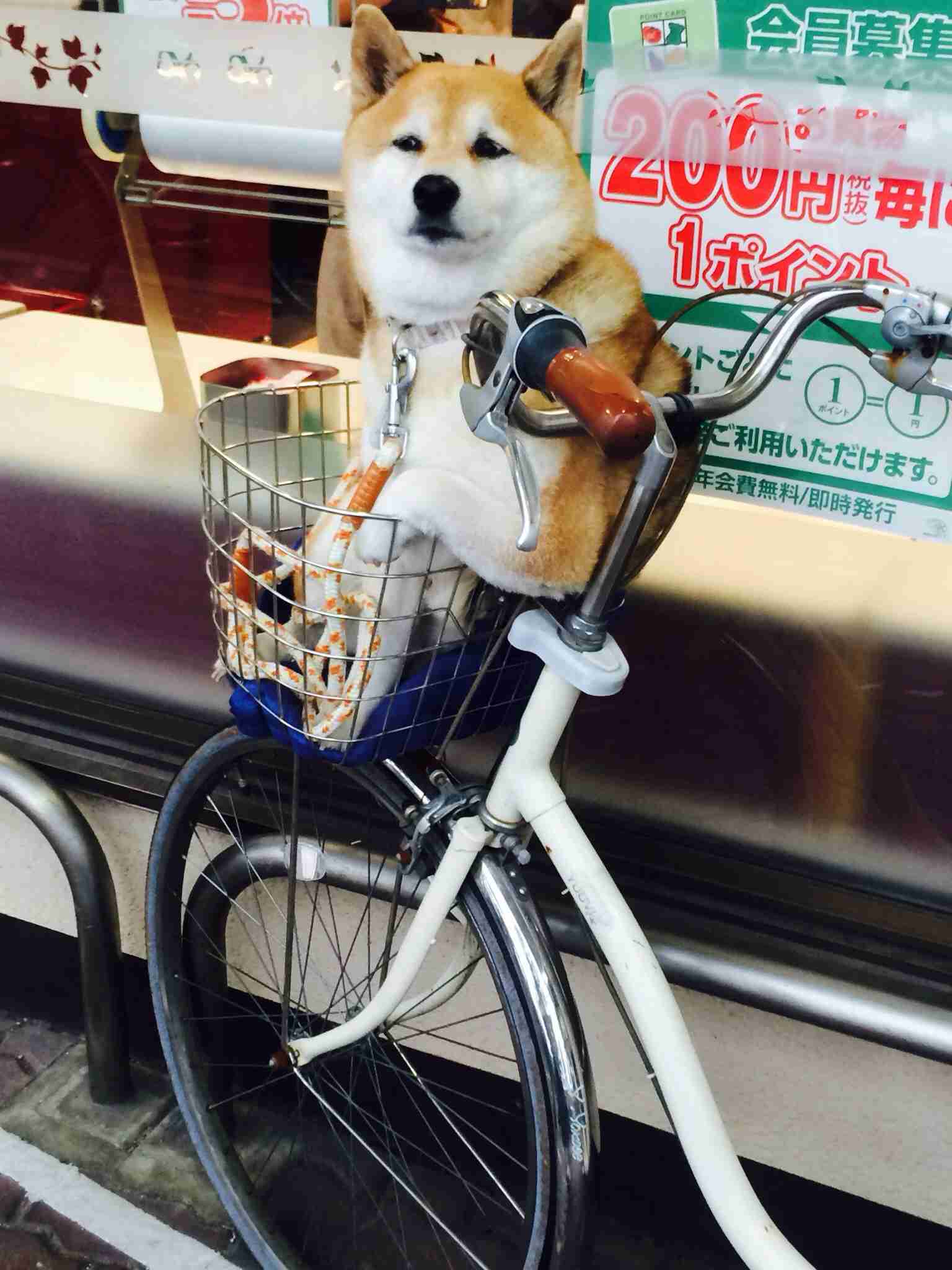 シュールな画像トピ