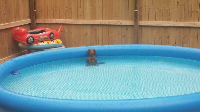 シュールな画像トピ