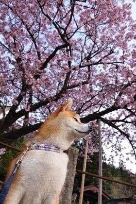 花粉に怒るトピ
