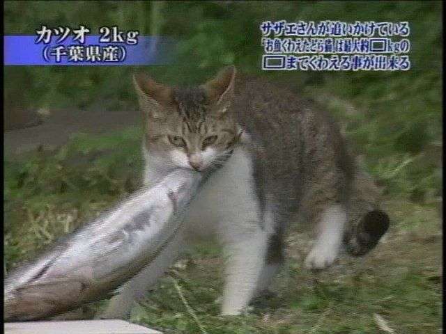【画像】 男性用下着を盗みまくっていたネコ…2か月で靴下50足、下着11着を盗んでいた
