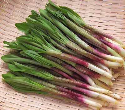 山菜好きな人！