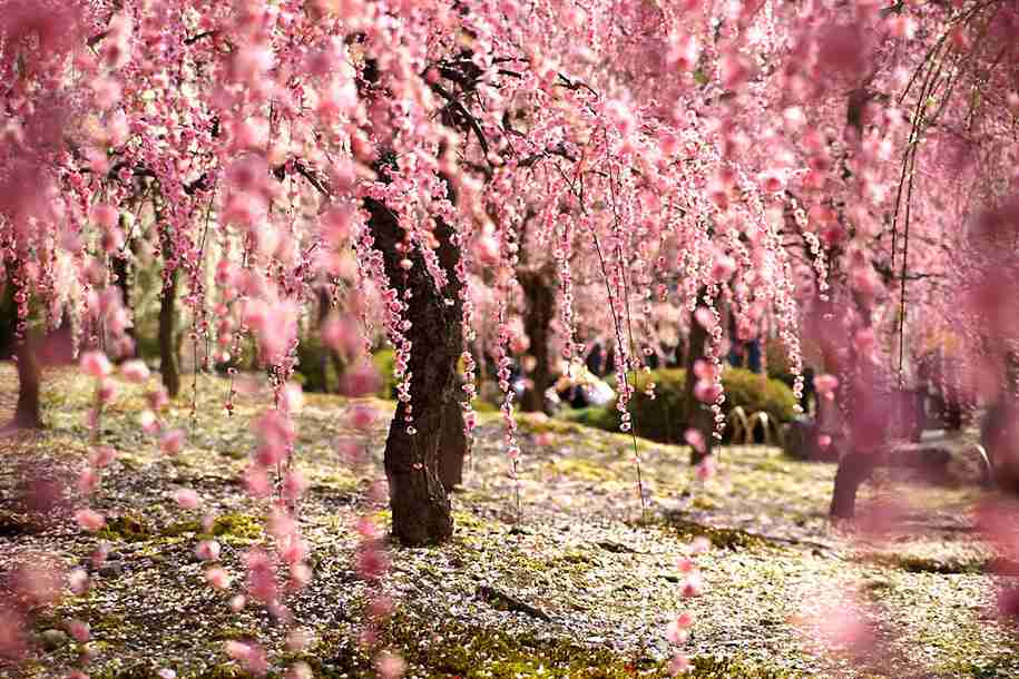 綺麗な景色の画像をください