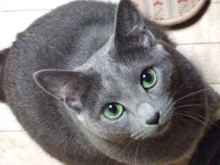 ペット飼いたいけど飼えない人