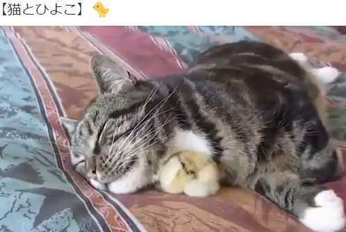 ペット飼いたいけど飼えない人