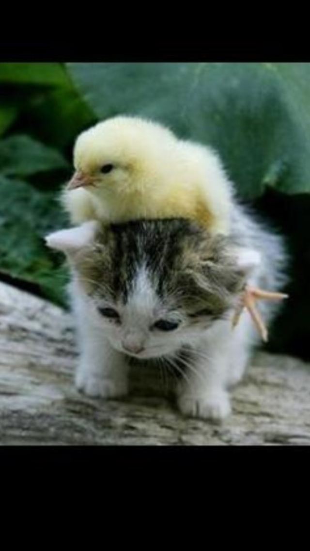 ペット飼いたいけど飼えない人