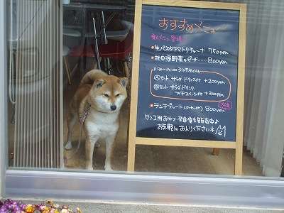 ペット飼いたいけど飼えない人