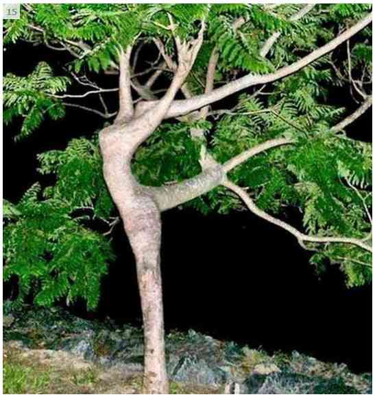 正真正銘の美脚の画像が集まるトピ