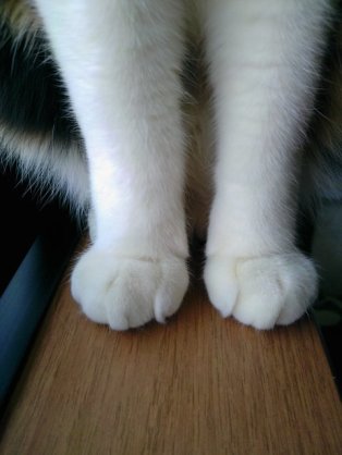 正真正銘の美脚の画像が集まるトピ