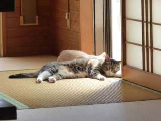 春なので頭おかしくなってみませんか?