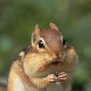 どんな食感が好き？
