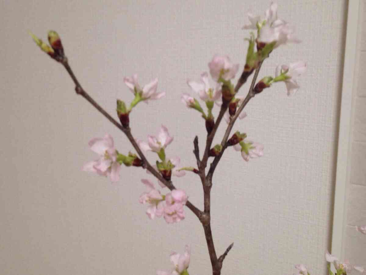 部屋に生花を飾ってる人 集まれ!!