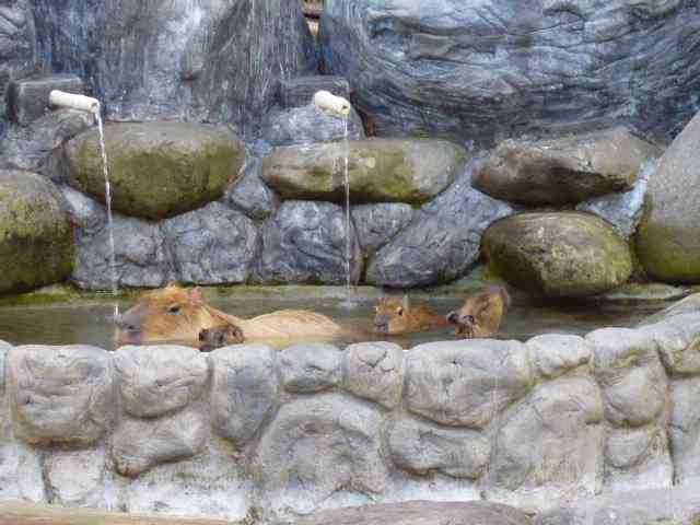カピバラのお風呂見ながら入浴、間近で観察できる全国初の温泉施設
