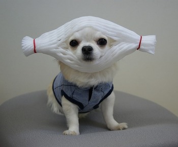 チワワが好きな人!