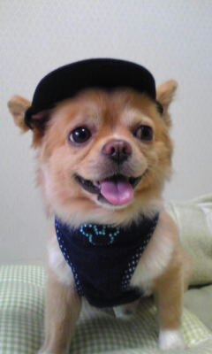チワワが好きな人!