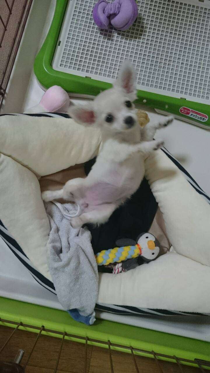 チワワが好きな人!