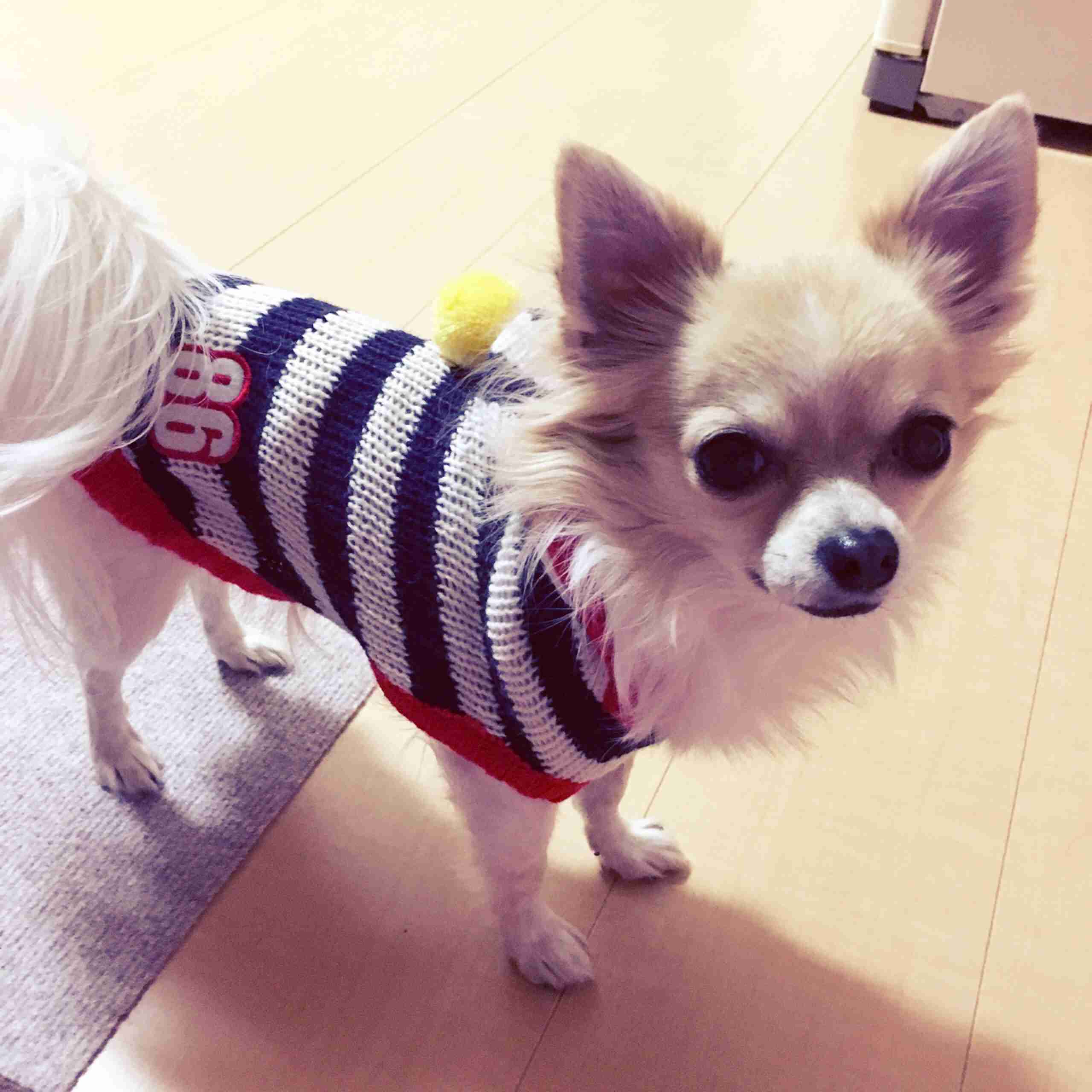 チワワが好きな人!