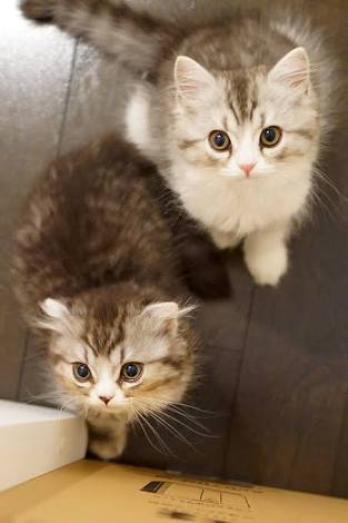 マツコ・デラックス、猫を飼えない理由語る 「まだ追い込まなきゃ自分を」