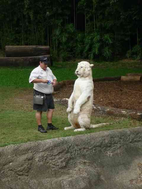 動物の画像にセリフをつけて遊ぶトピ