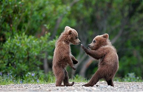 動物の画像にセリフをつけて遊ぶトピ
