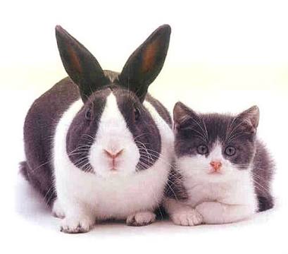動物の画像にセリフをつけて遊ぶトピ