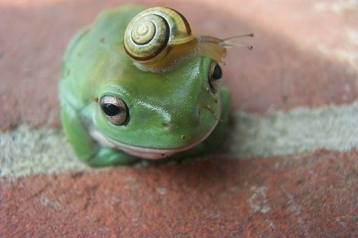 動物の画像にセリフをつけて遊ぶトピ