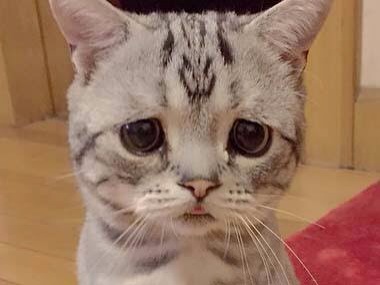 動物の画像にセリフをつけて遊ぶトピ