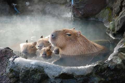 動物の画像にセリフをつけて遊ぶトピ