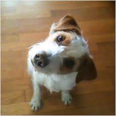 動物の画像にセリフをつけて遊ぶトピ